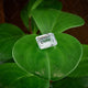 Ethical emerald-cut diamond on green leaf.